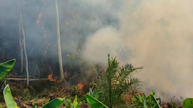Karhutla di Area PT Jebus Maju Meluas, Tim Gabungan Kesulitan Padamkan Api
